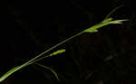 Gohlson's sedge